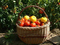 Les repas de l'cole sont labors avec les lgumes cultivs par les enfants