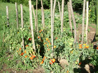 repas issus de l'agriculture bio, fermiers ou cultivs sur place par les enfants.